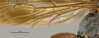 Media type: image;   Entomology 28151 Aspect: Wing hind
